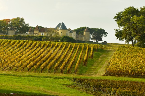Dernière ligne droite pour les vendanges à Sauternes
