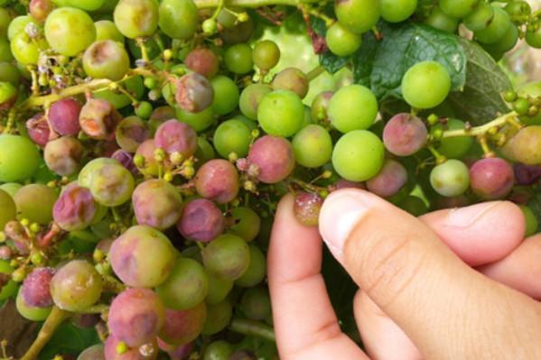 Pourquoi votre vignoble a-t-il tenu, ou craqué, face au mildiou en 2023 ?