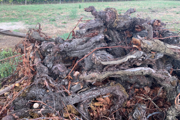 La validation européenne de l’arrachage des vignes bordelaises se fait toujours attendre