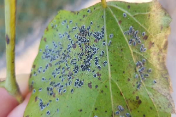  L’aleurode épineux : une menace potentielle pour le vignoble