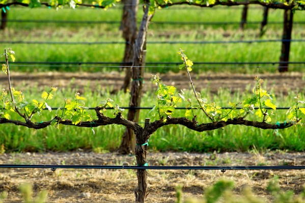 x12 pour la redevance irrigation payée par les vignerons ?