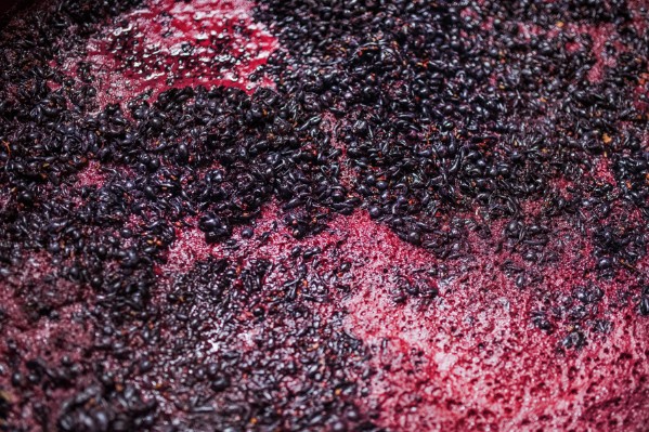 Pourquoi des fermentations patinent ce millésime ?