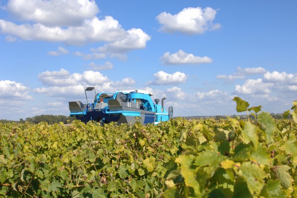 De la vendange en quantité et très facile à vinifier à Cognac