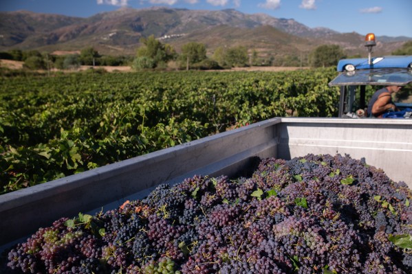 Une production de vin 'historiquement élevée' sur l’île de Beauté