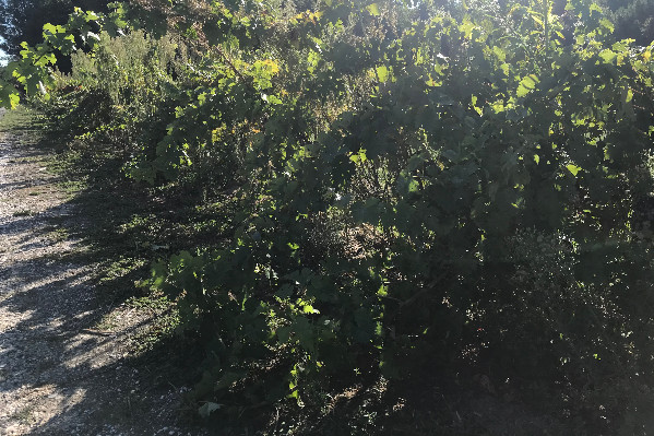 350 ha de vignes en friche à arracher en Val de Loire
