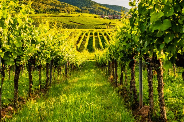 La réhomologation européenne du glyphosate en suspens jusqu'en novembre