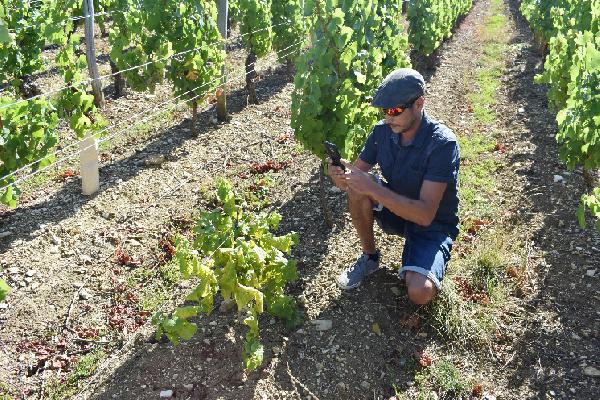  Des applis pour signaler rapidement les ceps de vigne suspectés d'être atteints par la flavescence