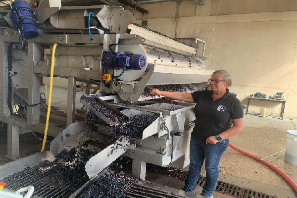 Trier la vendange 2023, 'un travail titanesque' pour un gain qualitatif indéniable