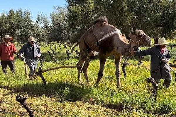 Au Maroc, les vignerons mettent tout en oeuvre pour préserver leurs vignes des vagues de chaleur