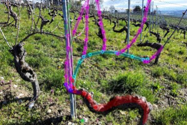 De l’IA pour mieux tailler la vigne
