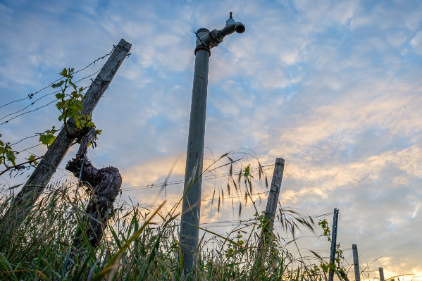 Le robinet de l’aide à l’investissement dans l’irrigation sera-t-il coupé pour le vignoble ?