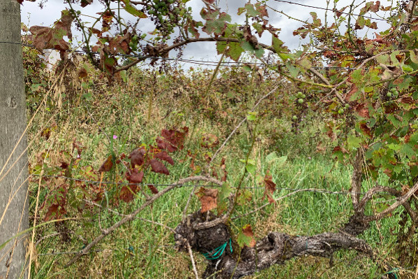 Le vignoble demande des contraventions contre les friches, le ministère répond stratégie d’enrayement