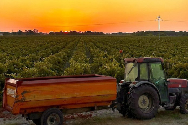 Les vins de Sables de Camargue accèdent, enfin, à l’AOP et sa protection européenne