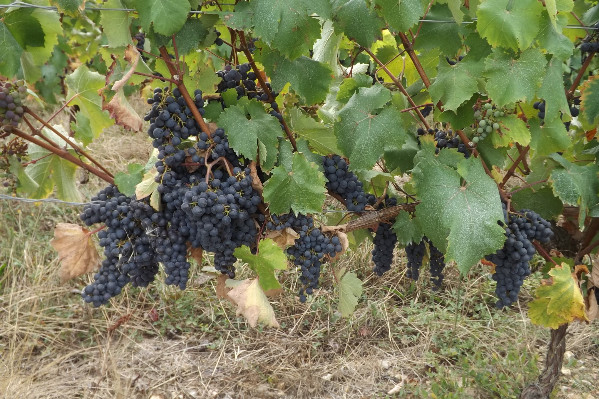 L’AOC Touraine s’ouvre le champ des possibles avec 5 cépages historiques et 1 résistant