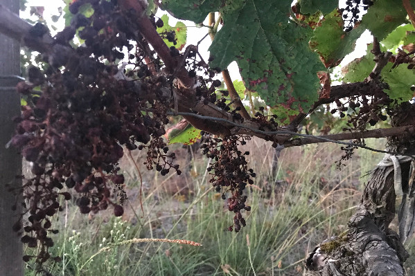 Les vignes mildiousées non aidées par les assureurs, mais dégrévées sur le foncier