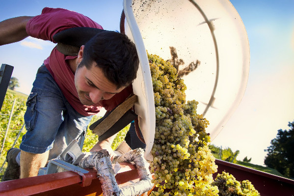 Vendange généreuse dans le Jura, la deuxième d'affilée !