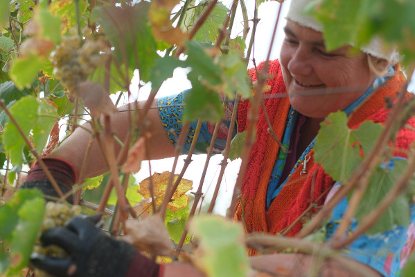 2023, une nouvelle vendange à la guerre comme à la guerre pour l’Ukraine