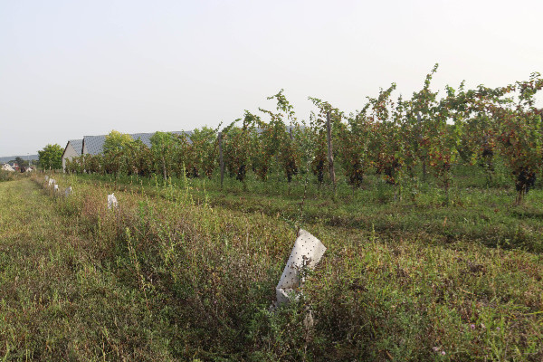 Une vigne en agroforesterie au banc d’essai à Amboise