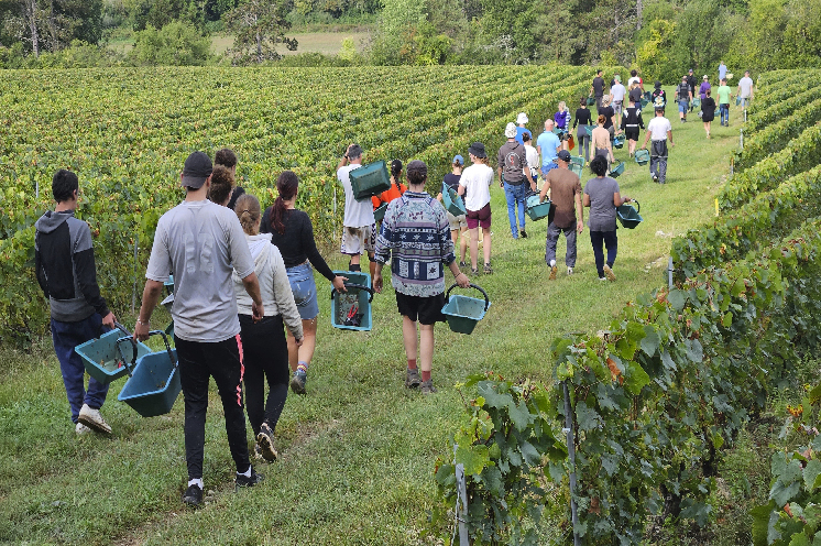 Les vignerons apprécient le nouveau Tesa pour déclarer les vendangeurs