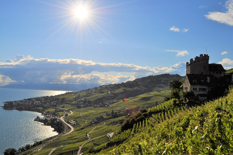 Le Lavaux en Suisse, le royaume du chasselas 