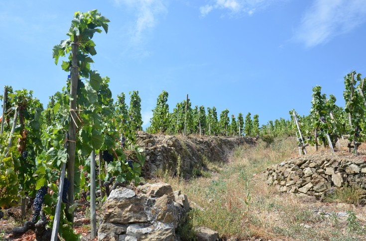 Fraîcheur et couleur dans les vins de la Vallée du Rhône septentrionale