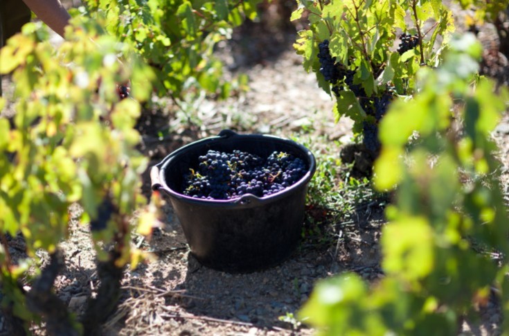 Les vignerons de Bordeaux ont transformé l’eau en vin