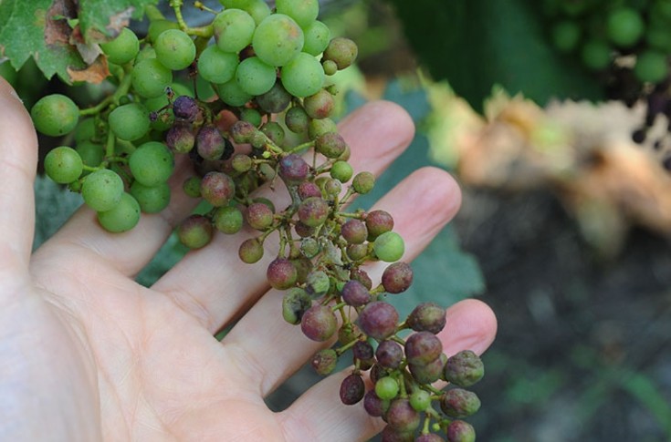 Les vignerons perdront-ils un nouvel antimildiou ?