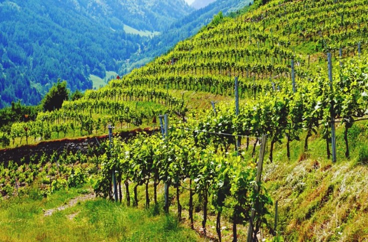 Quel impact du changement climatique sur l'aromatique des vins ?