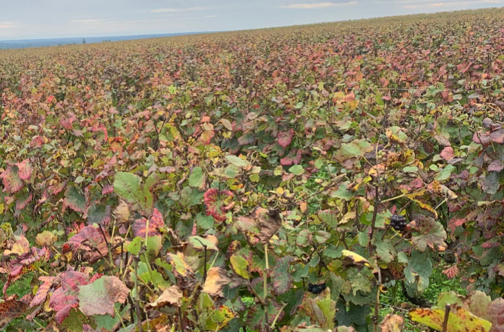 10 amendements pour faciliter la transmission du vignoble