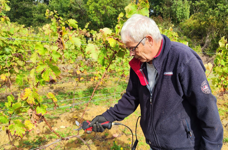 Quels gants pour la taille des vignes ? Des viticulteurs expliquent leur choix