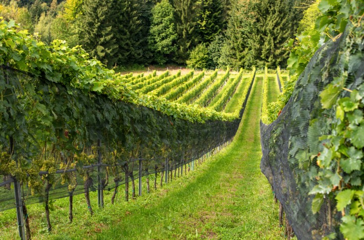 Vignobles innovants ne riment pas toujours avec bonnes idées pour l'environnement