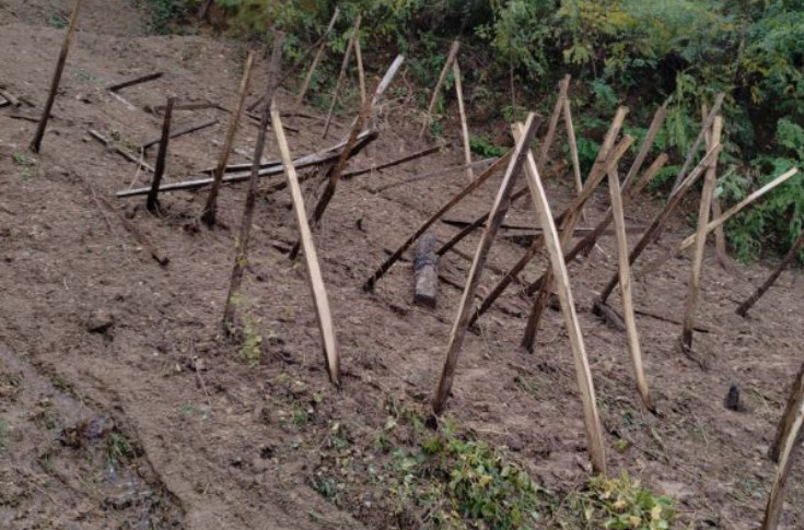 Le déluge emporte des vignes et inonde des caves