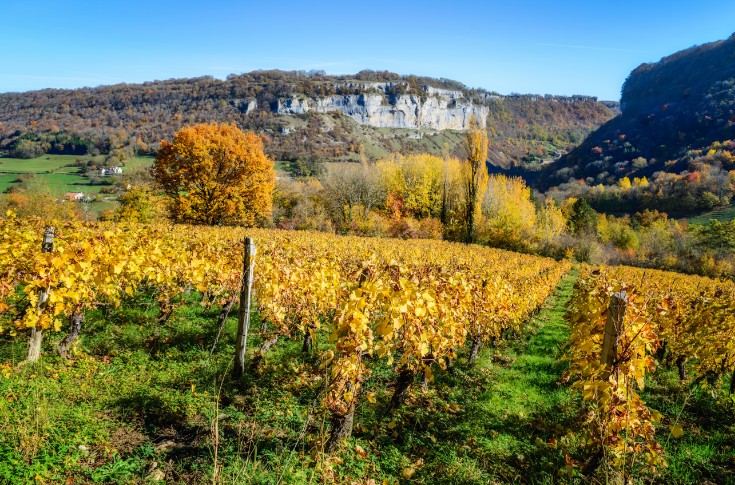 Peu de raisins mais de bons vins dans le Jura