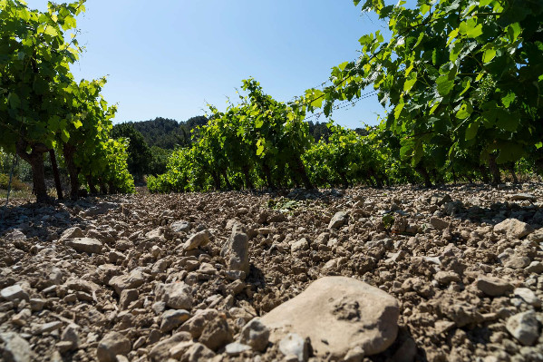 Recherche partenaires particuliers pour préserver la vie des sols viticoles