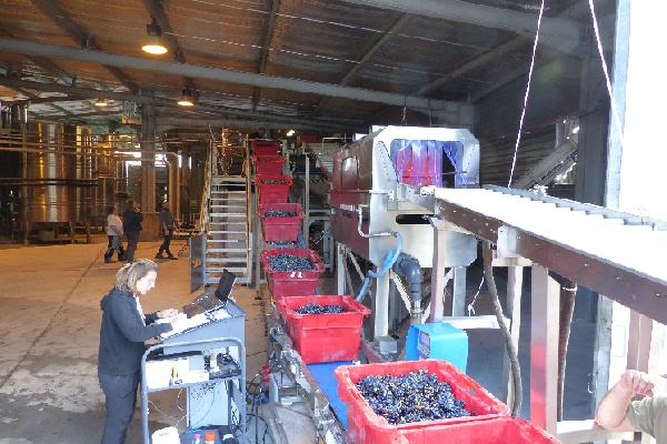 A la coopérative de Castelmaure, une réception des caisses de raisins automatisée