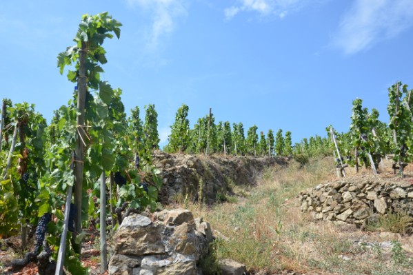 Fraîcheur et couleur dans les vins de la Vallée du Rhône septentrionale