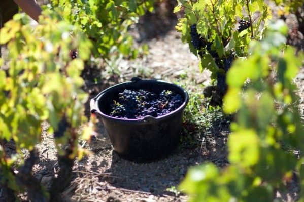 Les vignerons de Bordeaux ont transformé l’eau en vin