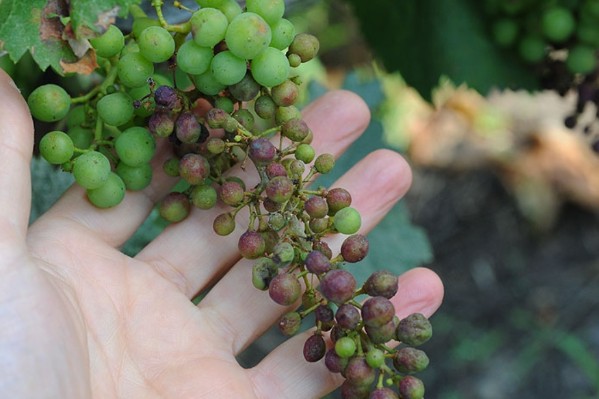 Les vignerons perdront-ils un nouvel antimildiou ?