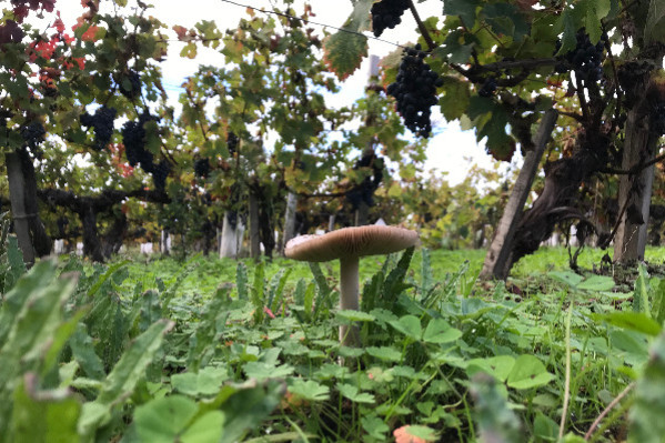 La vendange 2024 chute au niveau historiquement faible de 2021 🇫🇷 📉🍷