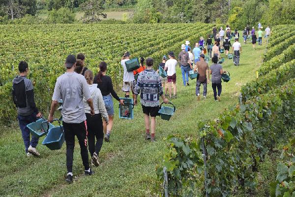 Les vignerons apprécient le nouveau Tesa pour déclarer les vendangeurs