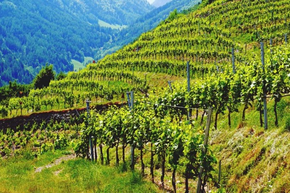 Quel impact du changement climatique sur l'aromatique des vins ?