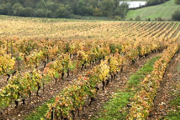 Quatre conseils pour récupérer les sols malmenés cette année par le passage des engins dans les vignes détrempées