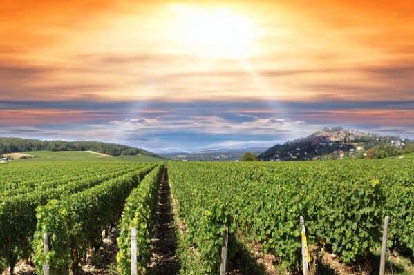 Un millésime enfanté dans la douleur à Sancerre