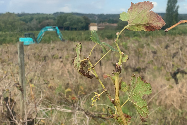Le vignoble peut, enfin, arracher définitivement à 4 000 €/ha et veut, toujours, l’arrachage temporaire à 2 500 €/ha