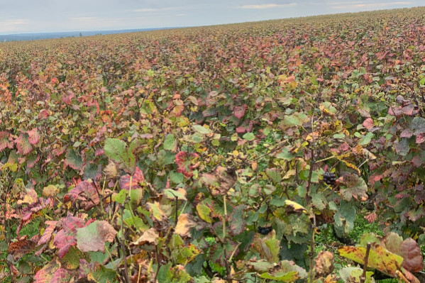 10 amendements pour faciliter la transmission du vignoble