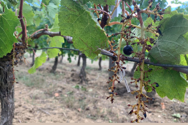 Vendange de cessations de paiement à Bordeaux