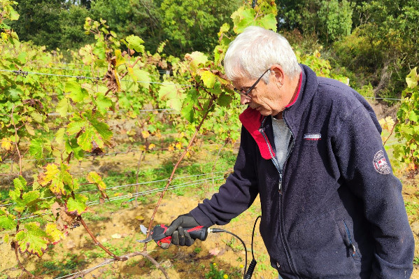 Quels gants pour la taille des vignes ? Des viticulteurs expliquent leur choix
