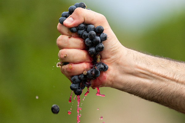 Ce qui sera donné aux vignerons pour l’emploi saisonnier d’une main sera-t-il repris par l’autre ?