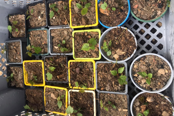 'Tous les vignerons devraient semer des pépins de raisin dans un coin de leurs parcelles'