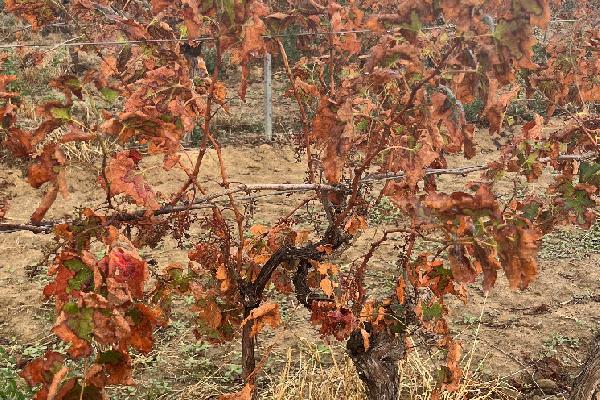 'Les rendements ont chuté de 60 % dans certains secteurs' la cicadelle africaine crame des vignes